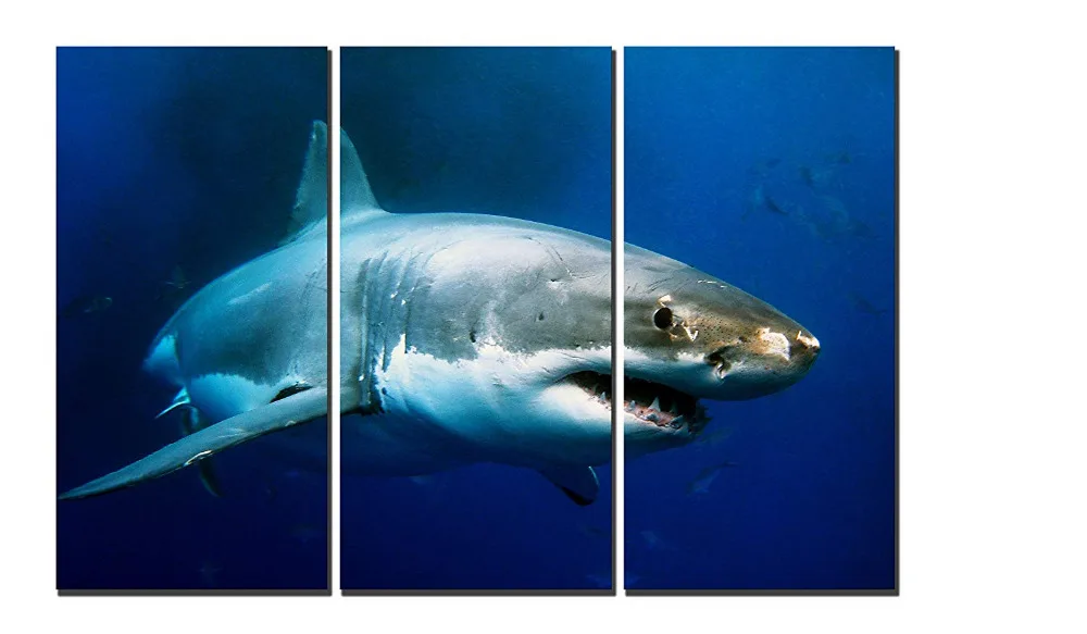 3 Piece Big Shark Prints, Fish Prints Art, Print On Canvas, Wall Art for Home Decorations, Wall Decor Drop shipping
3 Piece Big Shark Prints, Fish Prints Art, Print On Canvas, Wall Art for Home Decorations, Wall Decor Drop shipping