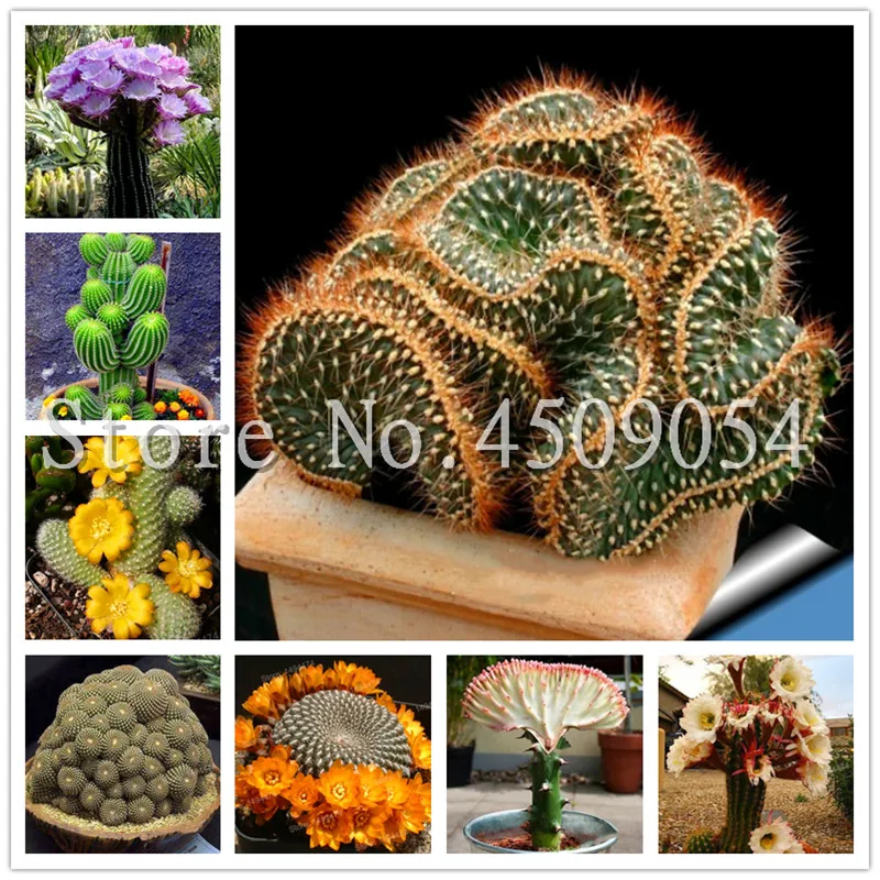 Hot Sale! 100 pcs/Lot mini cactus plante (Astrophytum) succulents plants bonsai DIY home garden Rare flower Flores plantas
Hot Sale! 100 pcs/Lot mini cactus plante (Astrophytum) succulents plants bonsai DIY home garden Rare flower Flores plantas