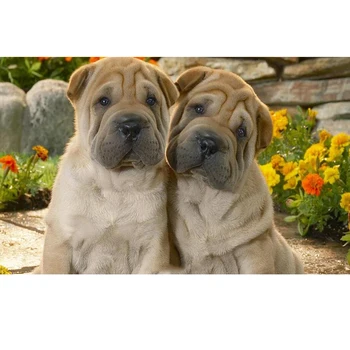 5D Animal Diamond Painting Diamond Embroidery Two Sharpei Dogs Cross Stitch Mosaic Diy Full Square / Round Drill Gift Home Decor
5D Animal Diamond Painting Diamond Embroidery Two Sharpei Dogs Cross Stitch Mosaic Diy Full Square / Round Drill Gift Home Decor