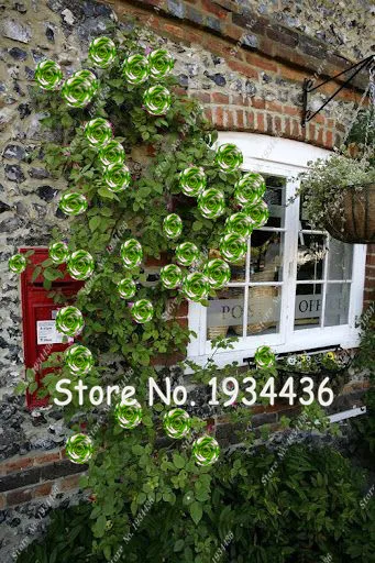 100 pcs / pack Green Rose Flower Tree Climbing Rose Flowers Ornamental-plant for Home Garden Decor Easy to Grow
100 pcs / pack Green Rose Flower Tree Climbing Rose Flowers Ornamental-plant for Home Garden Decor Easy to Grow