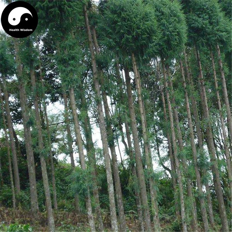 Buy Taiwania Flousiana Gaussen Tree Semente 120pcs Plant Pinales Taxodiaceae For Tu Shan
Buy Taiwania Flousiana Gaussen Tree Semente 120pcs Plant Pinales Taxodiaceae For Tu Shan