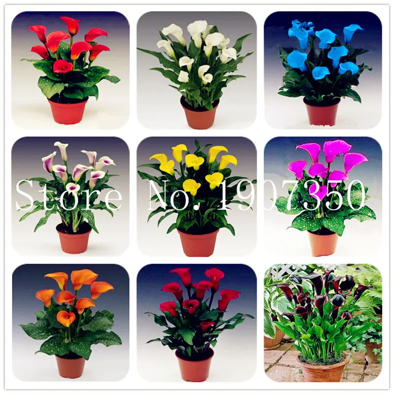Sale!Calla Lily Bonsai Imported From Holland, Flower Lily Flower, Rare Plants Flowers Home Gardening DIY Garden Supplies-100Pcs
Sale!Calla Lily Bonsai Imported From Holland, Flower Lily Flower, Rare Plants Flowers Home Gardening DIY Garden Supplies-100Pcs