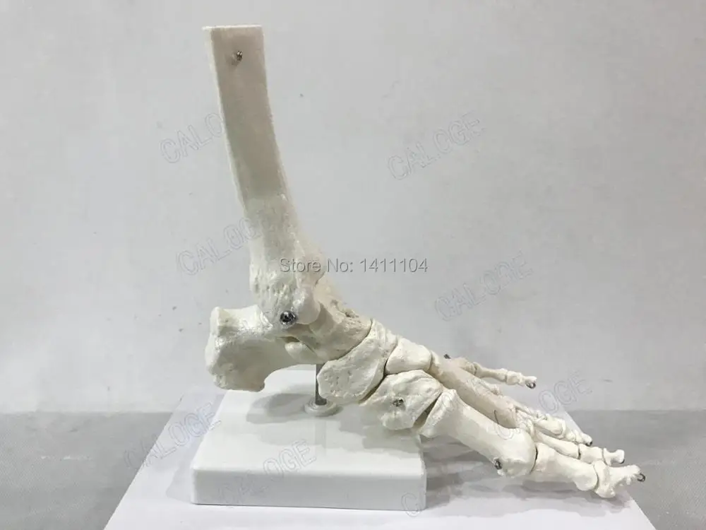 Free shipping&human foot bone model, foot sole, joints of foot ankle, tibia and fibula, foot model Department of orthopedics.
Free shipping&human foot bone model, foot sole, joints of foot ankle, tibia and fibula, foot model Department of orthopedics.