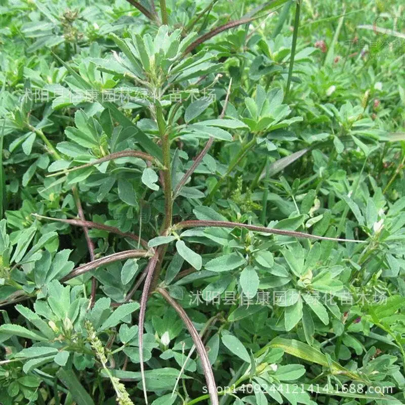 Herb plant fenugreek bonsai of fenugreek bonsai vanilla bean bitter fenugreek son fragrant incense alfalfa beans 200g / Pack
Herb plant fenugreek bonsai of fenugreek bonsai vanilla bean bitter fenugreek son fragrant incense alfalfa beans 200g / Pack