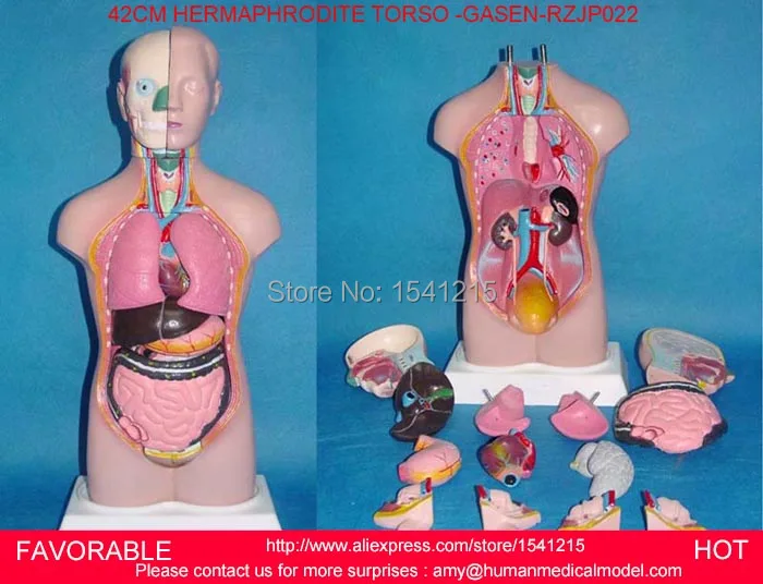 HUMAN TORSO MODEL,FAMALE/MALE TORSO,ANATOMICAL MODEL,HUMAN ANATOMY MEDICAL TRAINING MODEL,BISEXUAL HUMAN TORSO -GASEN-RZJP022
HUMAN TORSO MODEL,FAMALE/MALE TORSO,ANATOMICAL MODEL,HUMAN ANATOMY MEDICAL TRAINING MODEL,BISEXUAL HUMAN TORSO -GASEN-RZJP022