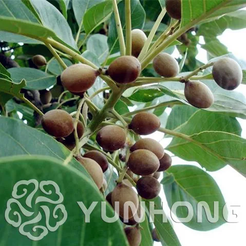 Deciduous Tree Terminalia Chebula Bonsai 10pcs, Family Combretaceae Myrobalan Bonsai Chinese Yellow Haritaki He Zi Bonsai
Deciduous Tree Terminalia Chebula Bonsai 10pcs, Family Combretaceae Myrobalan Bonsai Chinese Yellow Haritaki He Zi Bonsai