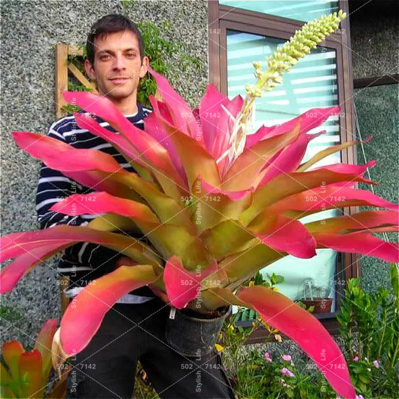 Mini Bonsai Bromeliad Tillandsia Bulbosa Air Plant Very Easy Growing Lazy Plants Bonsai For Home Garden 200 Pcs Free Shipping
Mini Bonsai Bromeliad Tillandsia Bulbosa Air Plant Very Easy Growing Lazy Plants Bonsai For Home Garden 200 Pcs Free Shipping
