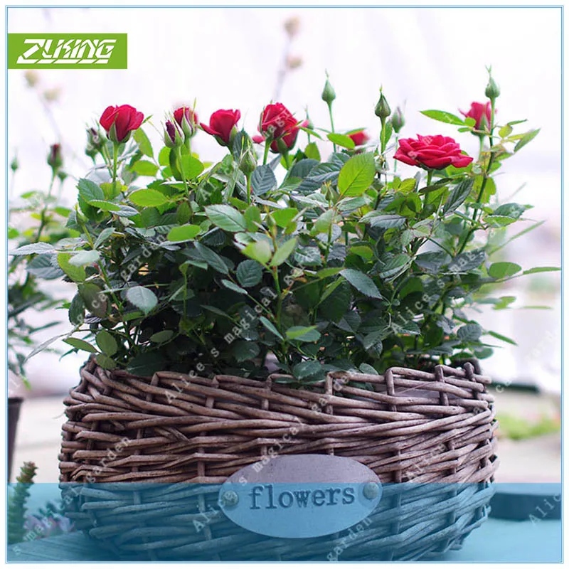 ZLKING 100 Pcs Mini Colorful Rose Bonsai Beautiful Natural Flower Plant Pot Stand Popular Perennial Plant Rainbow Garden
ZLKING 100 Pcs Mini Colorful Rose Bonsai Beautiful Natural Flower Plant Pot Stand Popular Perennial Plant Rainbow Garden