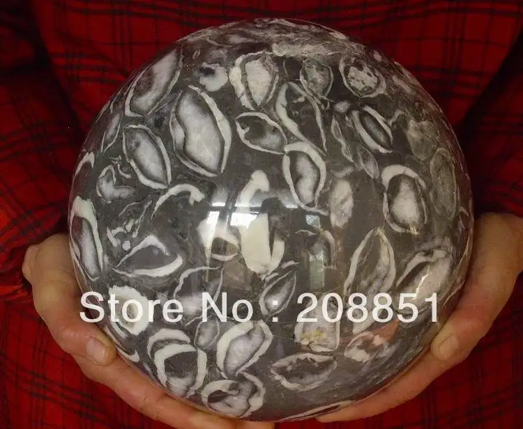 32.5LB 8.7" HUGE NATURAL WHITE BLACK FOSSIL CRYSTAL SPHERE BALL HEALING Wholesales Price, Free Shipping
32.5LB 8.7" HUGE NATURAL WHITE BLACK FOSSIL CRYSTAL SPHERE BALL HEALING Wholesales Price, Free Shipping