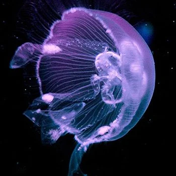 GLymg Beautiful Jellyfish Diy Diamond Embroidery Handicrafts 5D Diamond Embroidery Painting Diamond Wall Arts Decor
GLymg Beautiful Jellyfish Diy Diamond Embroidery Handicrafts 5D Diamond Embroidery Painting Diamond Wall Arts Decor