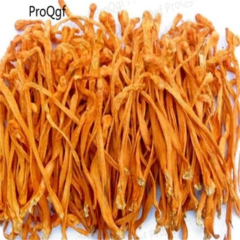 500Gram A Set Cordyceps militaris
500Gram A Set Cordyceps militaris