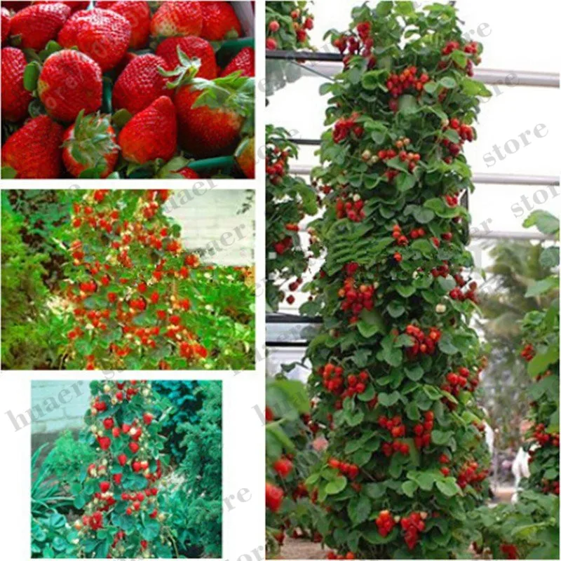 300pcs mountaineering strawberry bonsai plants home garden with strawberry NON-GMO strawberry tree big delicious fruit
300pcs mountaineering strawberry bonsai plants home garden with strawberry NON-GMO strawberry tree big delicious fruit
