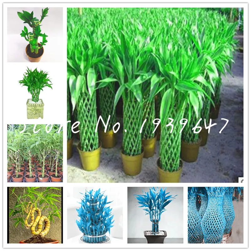 The New 2019! 50 Pcs/Pack Chinese Lucky Bamboo Plants, Giant Moso Bamboo, Variety Complete Dracaena Planting 95% of Budding Rate
The New 2019! 50 Pcs/Pack Chinese Lucky Bamboo Plants, Giant Moso Bamboo, Variety Complete Dracaena Planting 95% of Budding Rate