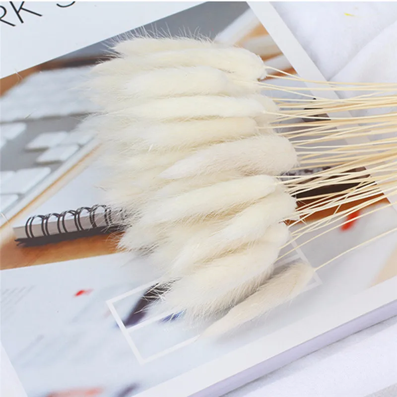 10pcs Dried Flowers Bouquets Lagurus Ovatus Bunny Tails Rabbit Tail Grass Wedding Home Decoration
10pcs Dried Flowers Bouquets Lagurus Ovatus Bunny Tails Rabbit Tail Grass Wedding Home Decoration