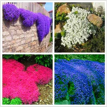 kacasesi 100pcs/bag Creeping Thyme Blue ROCK Perennial