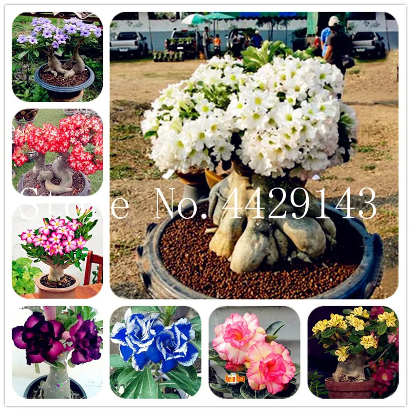 100% True Desert Rose Bonsai Ornamental Plants Balcony Bonsai Potted Flowers Drawf Adenium Obesum Bonsai -1 Particles/lot
100% True Desert Rose Bonsai Ornamental Plants Balcony Bonsai Potted Flowers Drawf Adenium Obesum Bonsai -1 Particles/lot