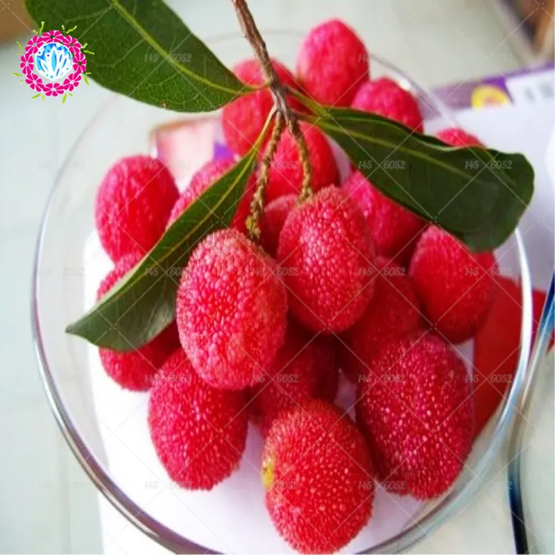 10pcs Bonsai chinese red bay delicious fruit tree plants Myrica rubra Perninial fruit for home garden pot plants planting
10pcs Bonsai chinese red bay delicious fruit tree plants Myrica rubra Perninial fruit for home garden pot plants planting