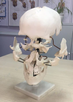 human 3B Scientific 5 Parts Brain Model Anatomical Medical Organ Anatomy Model School Educational Medical Science Teaching
human 3B Scientific 5 Parts Brain Model Anatomical Medical Organ Anatomy Model School Educational Medical Science Teaching