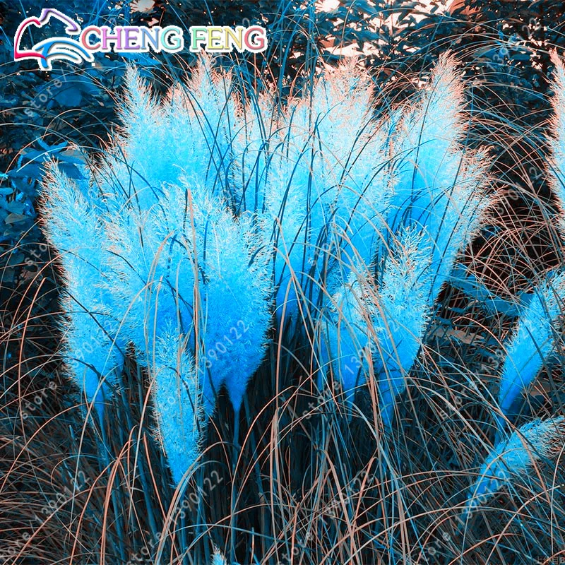 150pcs Rare Colorful Pampas Grass Cortaderia bonsai Are Very Beautiful Garden Flower Plants Cortaderia Selloana Decorative Diy
150pcs Rare Colorful Pampas Grass Cortaderia bonsai Are Very Beautiful Garden Flower Plants Cortaderia Selloana Decorative Diy