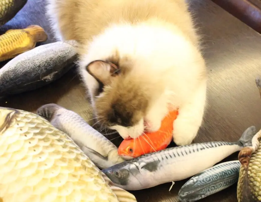 Dudon Soft Plush Creative 3D Carp Fish Shape Cat Toy Gifts Catnip Fish Stuffed Pillow Doll Simulation Fish Playing Toy For Cats
Dudon Soft Plush Creative 3D Carp Fish Shape Cat Toy Gifts Catnip Fish Stuffed Pillow Doll Simulation Fish Playing Toy For Cats