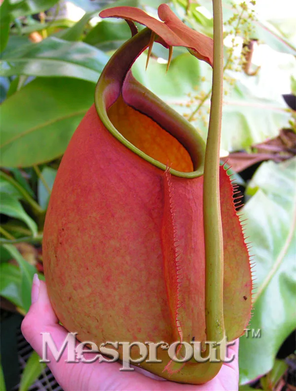 Insectivorous Grass Dionaea Muscipula Nepenthes Jamban Bonsai Multiple varieties of hybrid Bonsai plants 50PCS
Insectivorous Grass Dionaea Muscipula Nepenthes Jamban Bonsai Multiple varieties of hybrid Bonsai plants 50PCS