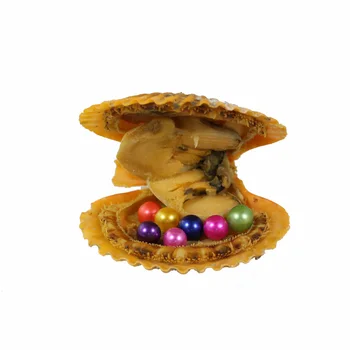 2018 New Red shell 6-7mm Natural Akoya Pearl Oyster With Water Droplets Loose Pearls For DIY Jewelry Vacuum Packaging RR006
2018 New Red shell 6-7mm Natural Akoya Pearl Oyster With Water Droplets Loose Pearls For DIY Jewelry Vacuum Packaging RR006