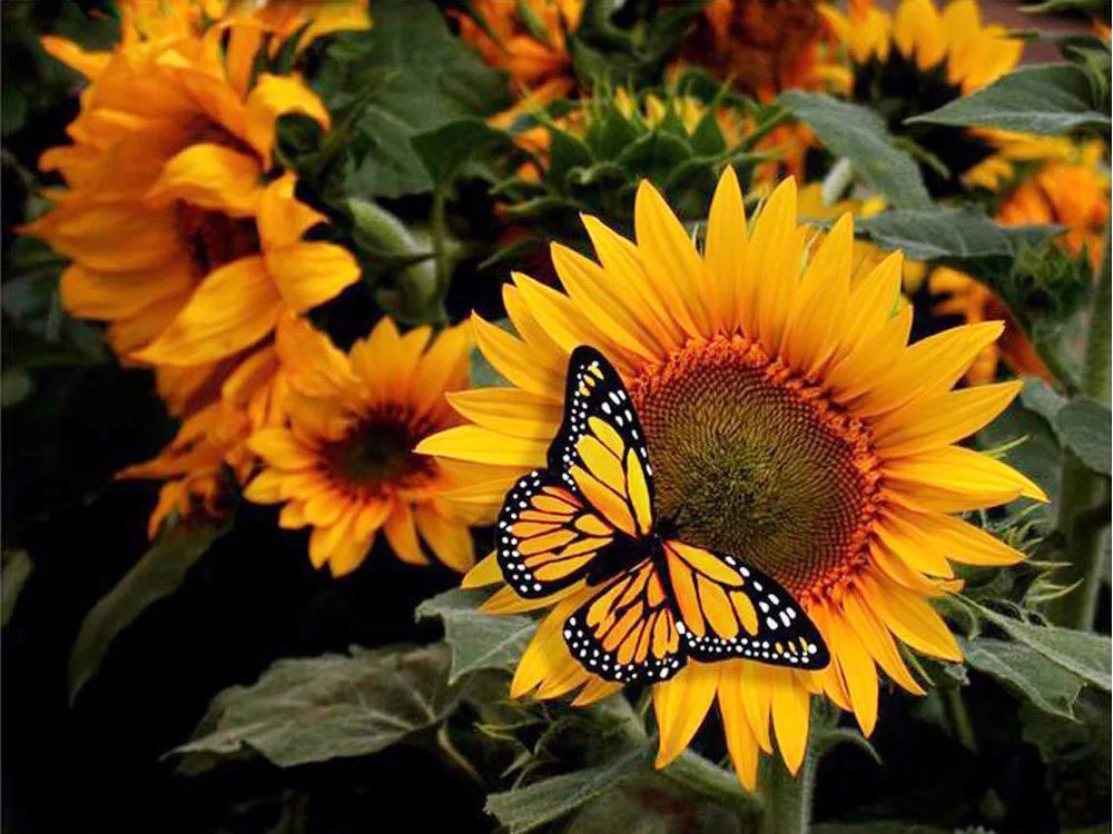 Diamond Embroidery 5D DIY Diamond Painting Sunflower&Butterfly Diamond Painting Cross Stitch Floral Rhinestone Decoration
Diamond Embroidery 5D DIY Diamond Painting Sunflower&Butterfly Diamond Painting Cross Stitch Floral Rhinestone Decoration