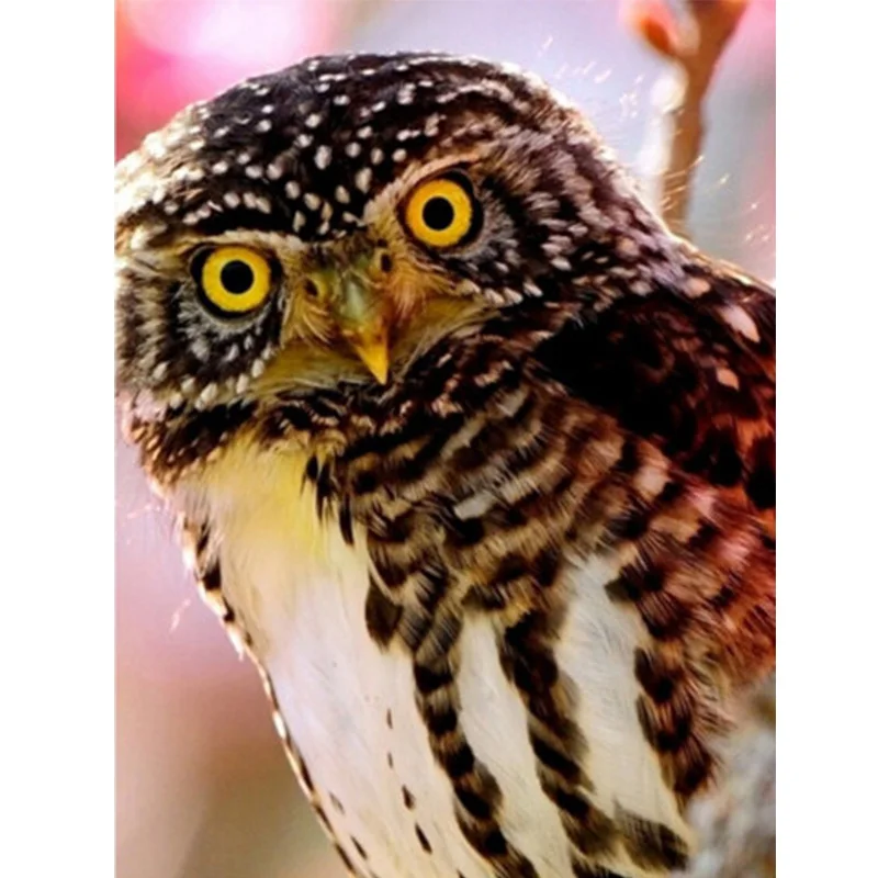 Diamond Mosaic owl Icon painting Crafts 3d Diy diamond painting animal handcraft square full diamond painting MG16A526
Diamond Mosaic owl Icon painting Crafts 3d Diy diamond painting animal handcraft square full diamond painting MG16A526