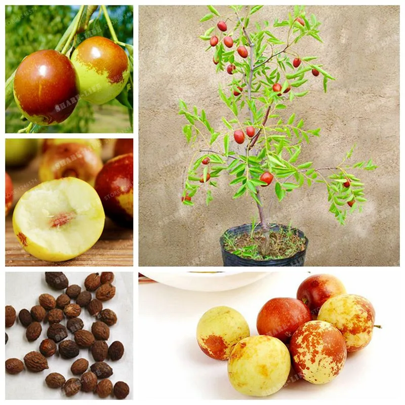 10 Pcs Red Jujube Bonsai Very Sweet Healthy Organic Delicious Nutrition Fruit Rare Exotic Bonsai Potted Diy Home Garden
10 Pcs Red Jujube Bonsai Very Sweet Healthy Organic Delicious Nutrition Fruit Rare Exotic Bonsai Potted Diy Home Garden