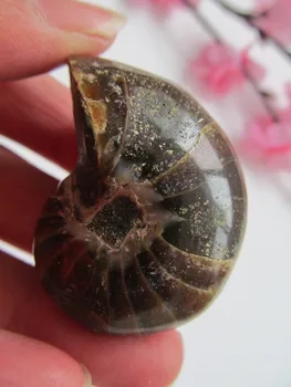 50g Natural Pearly Nautilus Ore Crystal Conch Specimens Healing Unique Home Decorations Furnishing Articles Crafts collection
50g Natural Pearly Nautilus Ore Crystal Conch Specimens Healing Unique Home Decorations Furnishing Articles Crafts collection