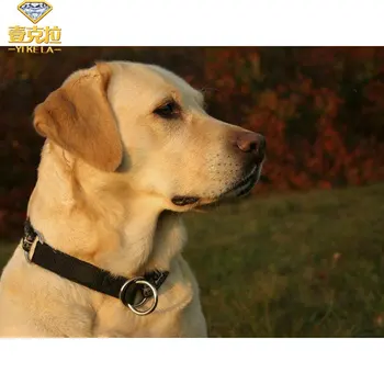 Full 5D Diy Daimond Painting "Labrador retriever" 3D Unfinished Handmade Dog Diamant Painting Embroidery cute Animal Decor
Full 5D Diy Daimond Painting "Labrador retriever" 3D Unfinished Handmade Dog Diamant Painting Embroidery cute Animal Decor