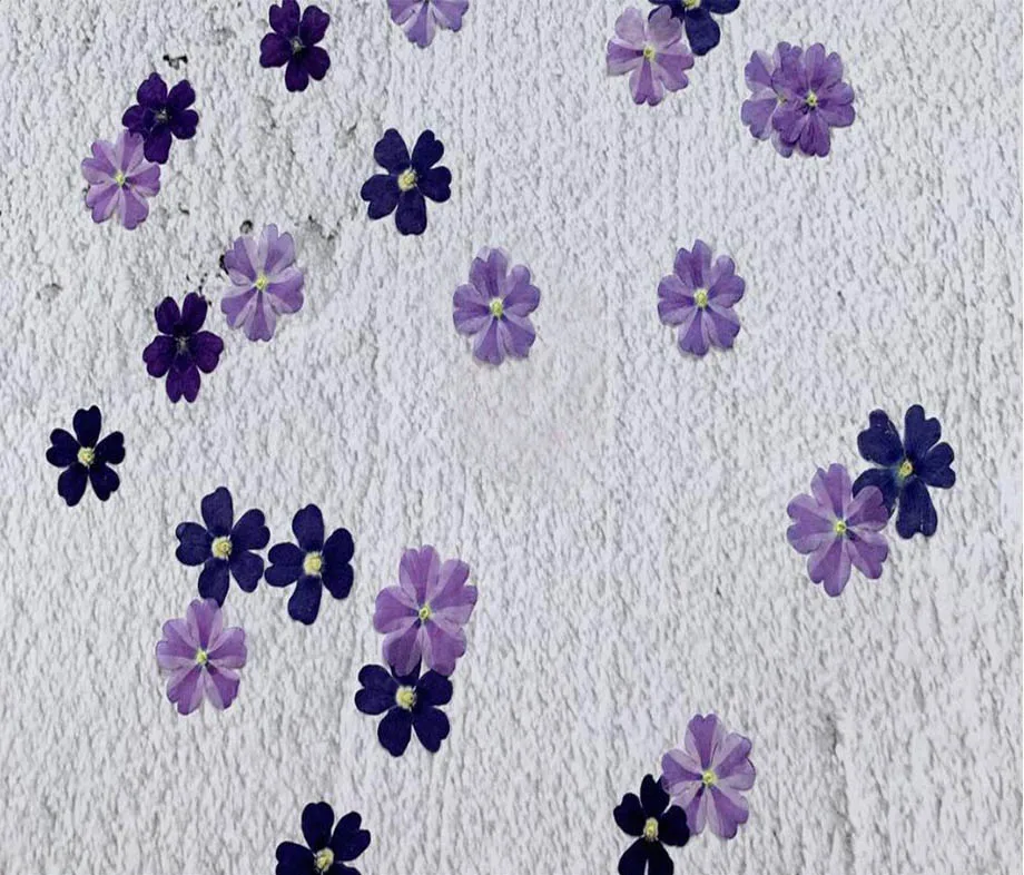 120pcs Pressed Dried Natural Verbena Hybrida Flower Plant Herbarium For Jewelry Postcard Invitation Card Phone Case Bookmark DIY
120pcs Pressed Dried Natural Verbena Hybrida Flower Plant Herbarium For Jewelry Postcard Invitation Card Phone Case Bookmark DIY