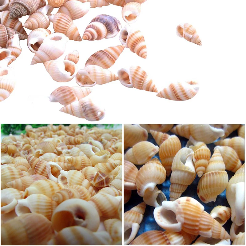 100PCS Conch shells Aquarium decoration party festival Home Decor Natural Sea Beach Shell Conch Seashells For DIY Crafts
100PCS Conch shells Aquarium decoration party festival Home Decor Natural Sea Beach Shell Conch Seashells For DIY Crafts