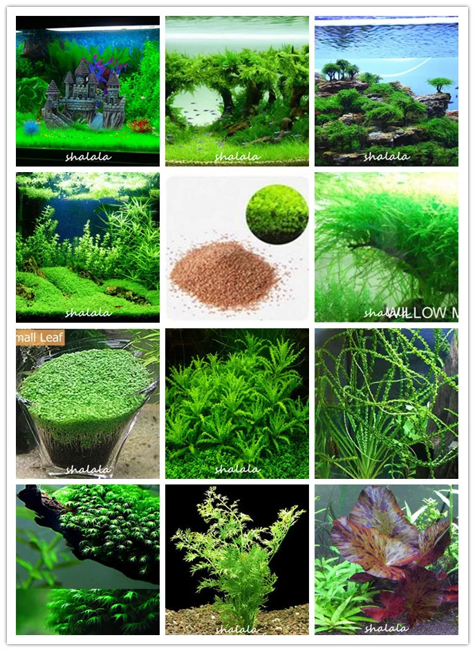 Hot selling 300 Pcs New Water Aquarium Grass Bonsai (Mix) Water Aquatic Plant Bonsai Family Easy Plant Bonsai For Decorate Aqua
Hot selling 300 Pcs New Water Aquarium Grass Bonsai (Mix) Water Aquatic Plant Bonsai Family Easy Plant Bonsai For Decorate Aqua