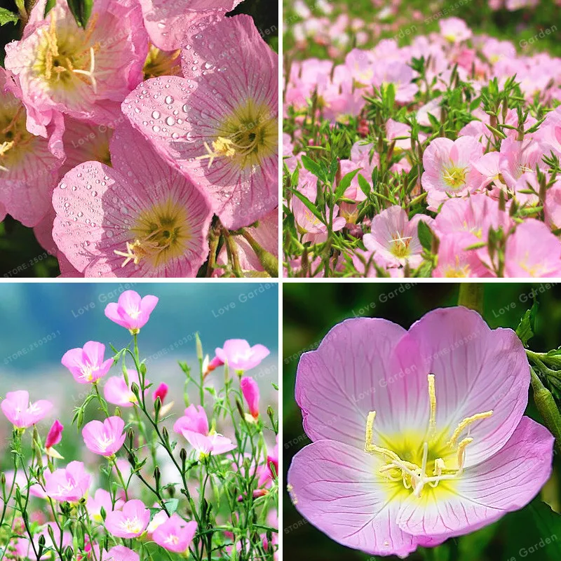 100 Pcs Oenothera biennis Bonsai Can Extraction Of Essential Oil Aromatic Evening Primrose Plant Bonsai Easy Growing Bonsai
100 Pcs Oenothera biennis Bonsai Can Extraction Of Essential Oil Aromatic Evening Primrose Plant Bonsai Easy Growing Bonsai