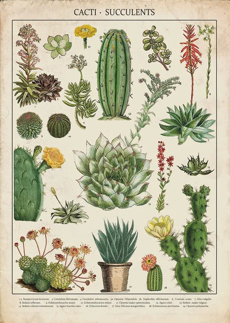 Cacti & Succulents Kitchen - Vintage Silk Poster Wall Decor Room Painting 24X36Inch
Cacti & Succulents Kitchen - Vintage Silk Poster Wall Decor Room Painting 24X36Inch