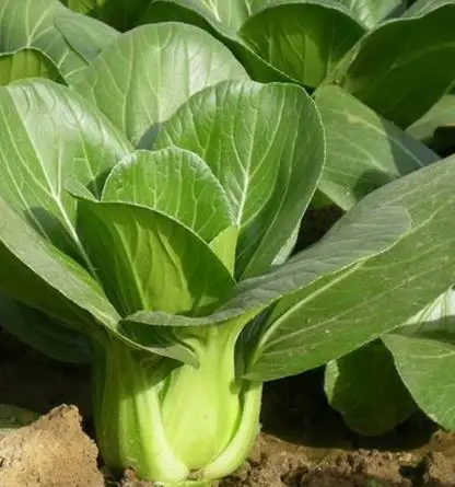 Time limit promotion & cabbage four seasons sowing garden Organic green vegetables balcony vegetable bonsai 200pcs
Time limit promotion & cabbage four seasons sowing garden Organic green vegetables balcony vegetable bonsai 200pcs