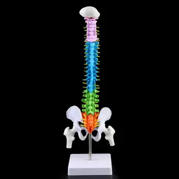 45cm Removable Colorful PVC Human Spine Model Spinal Column Vertebral Lumbar Curve Anatomical Medical Teaching Tool
45cm Removable Colorful PVC Human Spine Model Spinal Column Vertebral Lumbar Curve Anatomical Medical Teaching Tool