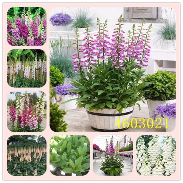 100pcs 100% True Foxglove Common foxglove flower Digitalis purpurea bonsai plant decoration home garden plants
100pcs 100% True Foxglove Common foxglove flower Digitalis purpurea bonsai plant decoration home garden plants