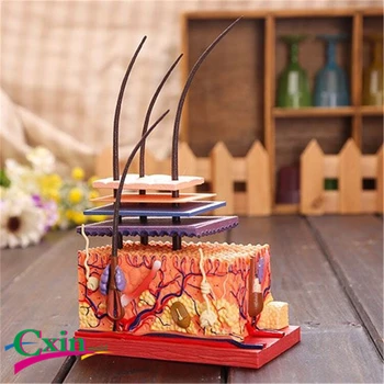 4D Master skin tissue model assembling static model skin hair medical teaching aid
4D Master skin tissue model assembling static model skin hair medical teaching aid