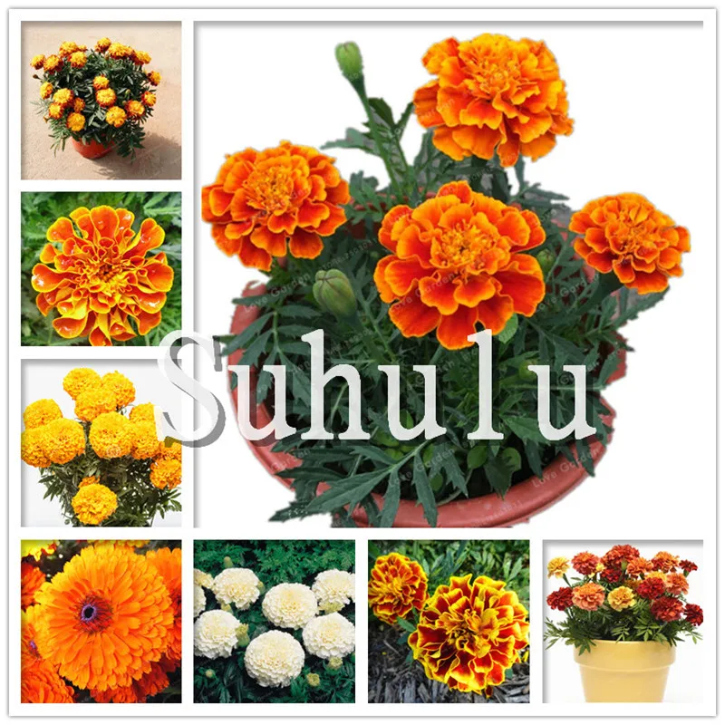 100 pcs Bonsai Marigold chrysanthemum Flower Plants four Season Courtyard Garden Ornamental bonsai,Indoor Radiation Protection
100 pcs Bonsai Marigold chrysanthemum Flower Plants four Season Courtyard Garden Ornamental bonsai,Indoor Radiation Protection