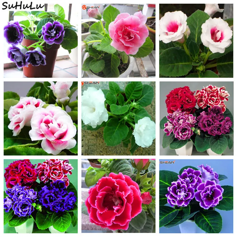 SALE!!! 100 Pcs Gloxinia Perennial Flowering Plants Sinningia Speciosa Bonsai Balcony Flower Pots For Home Garden Ornaments
SALE!!! 100 Pcs Gloxinia Perennial Flowering Plants Sinningia Speciosa Bonsai Balcony Flower Pots For Home Garden Ornaments