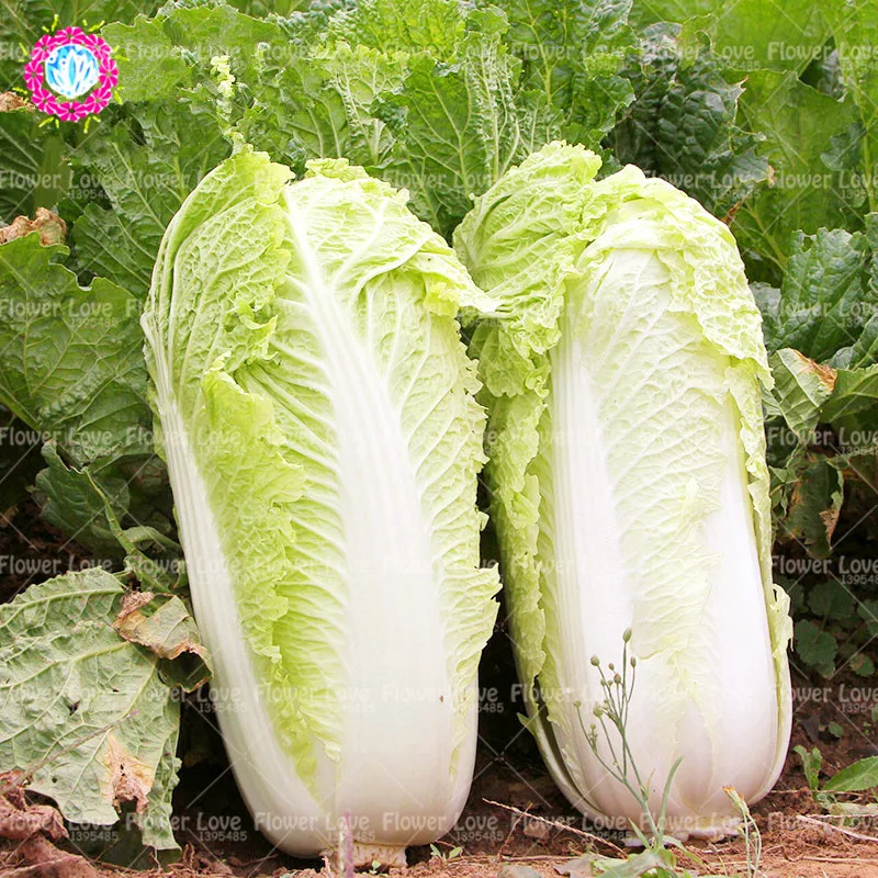 200PCS bonsai Chinese Cabbage plants Organic Health Green Vegetable plant Nutrient-rich Plants For Farm Garden Easy To Grow
200PCS bonsai Chinese Cabbage plants Organic Health Green Vegetable plant Nutrient-rich Plants For Farm Garden Easy To Grow