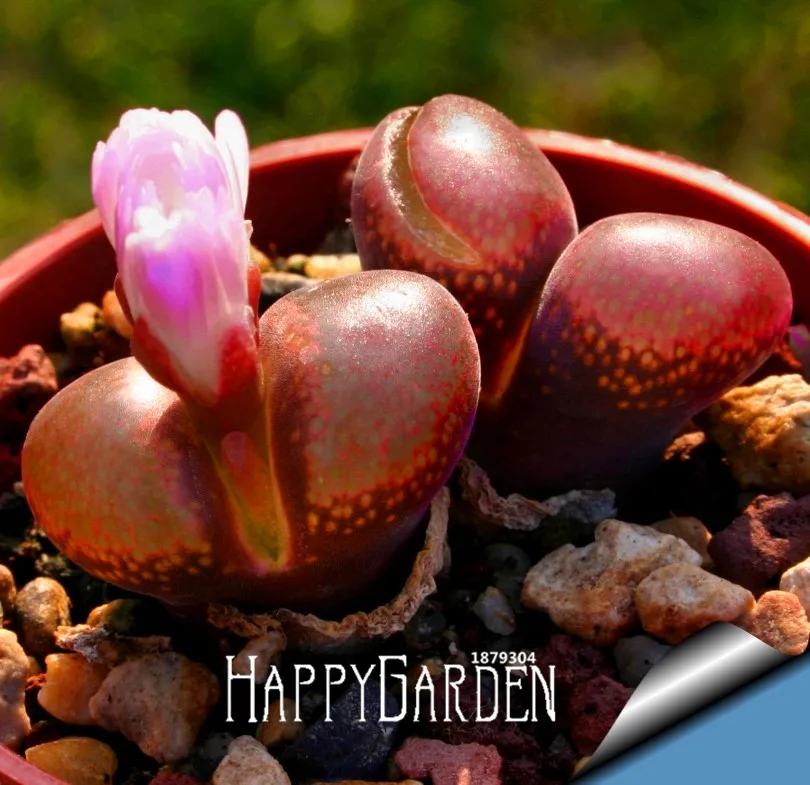 Loss Promotion!100pcs/Lot Beautiful Rare flower garden cactus Succulent flores kaktus lithops hybrid bonsai plants,#UJFFYF
Loss Promotion!100pcs/Lot Beautiful Rare flower garden cactus Succulent flores kaktus lithops hybrid bonsai plants,#UJFFYF