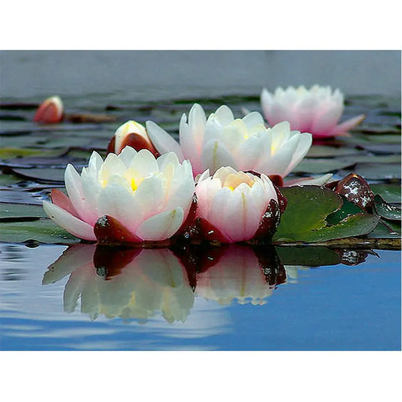 Full square diamond painting cross stitch Lotus diy 5d diamond embroidery flowers picture Crafts needlework rhinestone mosaic
Full square diamond painting cross stitch Lotus diy 5d diamond embroidery flowers picture Crafts needlework rhinestone mosaic