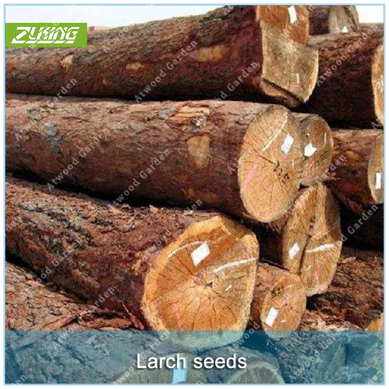 50 Larch Pine Tree Bonsai Plants For Home Garden Fast Growing Tree Bonsai Tree lings Rare Tree
50 Larch Pine Tree Bonsai Plants For Home Garden Fast Growing Tree Bonsai Tree lings Rare Tree