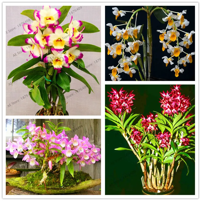 Home Bonsai plants,100 Pcs/pack,Dendrobium Orchid flower garden,Rare Veautiful,easy to grow
Home Bonsai plants,100 Pcs/pack,Dendrobium Orchid flower garden,Rare Veautiful,easy to grow
