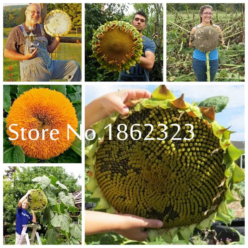 50 Pcs Rare Sunflower Dwarf Bonsai giant Sunflower Natural Growth flower DIY Potted Plant Helianthus Annuus Ornamental Flower
50 Pcs Rare Sunflower Dwarf Bonsai giant Sunflower Natural Growth flower DIY Potted Plant Helianthus Annuus Ornamental Flower
