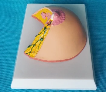 Female Resting Stage Breast Anatomy Model Women Breast Anatomical Model Female Breast Structure Nursing Training Model Medical
Female Resting Stage Breast Anatomy Model Women Breast Anatomical Model Female Breast Structure Nursing Training Model Medical