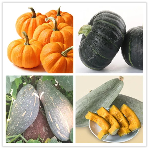 10 Pcs Sweet pumpkin Bonsai Organic Heirloom Squash Winter Butternut Bonsai, Rare Vegetables Bonsai for home garden
10 Pcs Sweet pumpkin Bonsai Organic Heirloom Squash Winter Butternut Bonsai, Rare Vegetables Bonsai for home garden